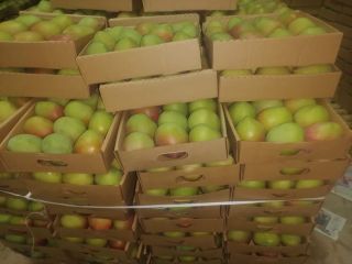 Some of the Kenyan mango varieties we export are: