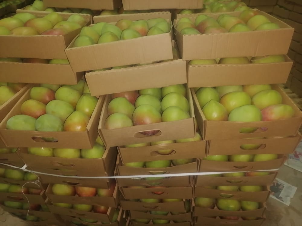 Some of the Kenyan mango varieties we export are: Apple Mango - a rich yellow-orange color of ripe, round shaped, medium to large fruit