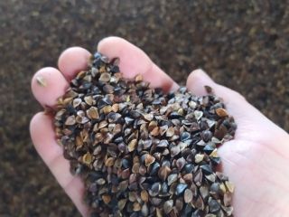 I will sell 8 tons of certified organic buckwheat