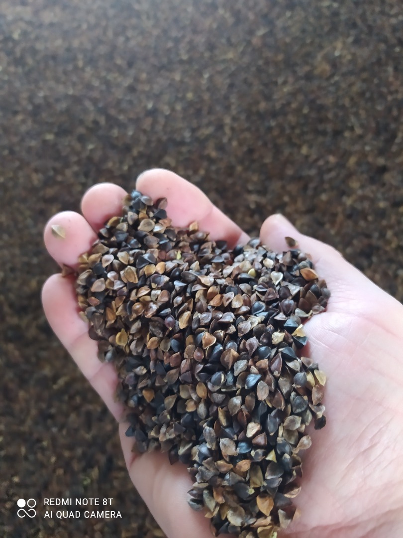 I will sell 8 tons of certified organic buckwheat