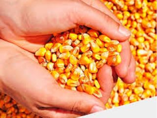 Maize 2022 moisture 13%