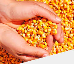 Maize 2022 moisture 13%