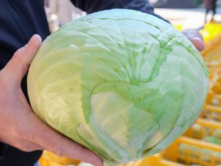 I will sell white cabbage, about 12 tons. It