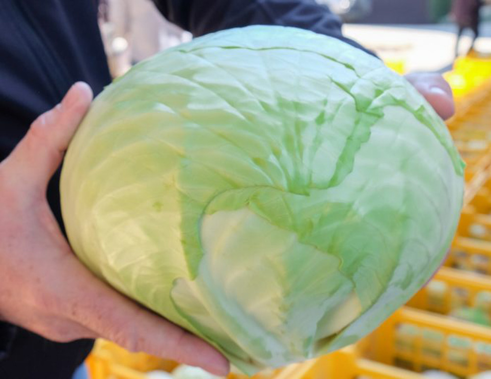 I will sell white cabbage, about 12 tons