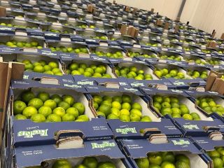 Limes Tahiti EXW price Rotterdam: 8.5 EUR/4.5 KG Brand: