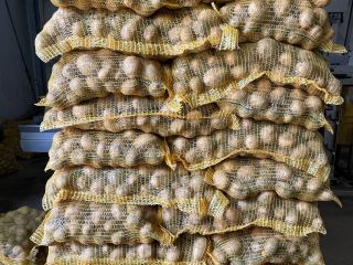 I will sell edible potatoes Gala soraya queen anne