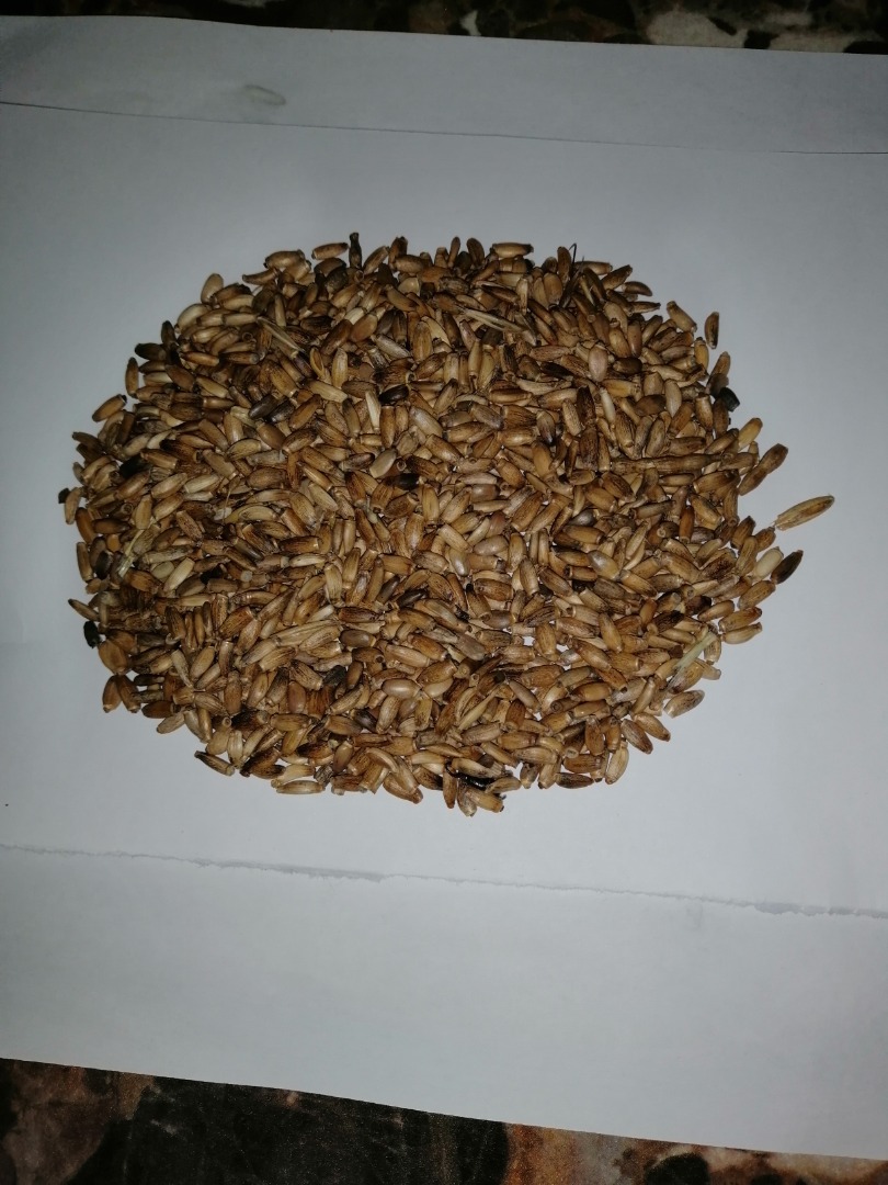 I will sell milk thistle in the amount of about 15 t of my own farm, moisture content 8%, purity 99%, grown without chemical desiccation, high oil content