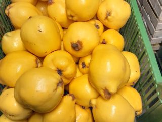 I will sell fresh quince fruit. Quince is beautifully