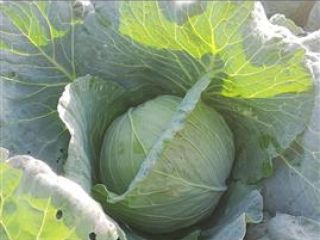 We have white cabbage for sale. Market heads 1-4
