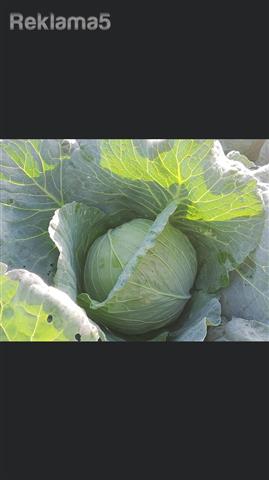 We have white cabbage for sale