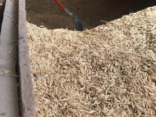 Good quality autumn oat triticale and rye for sale