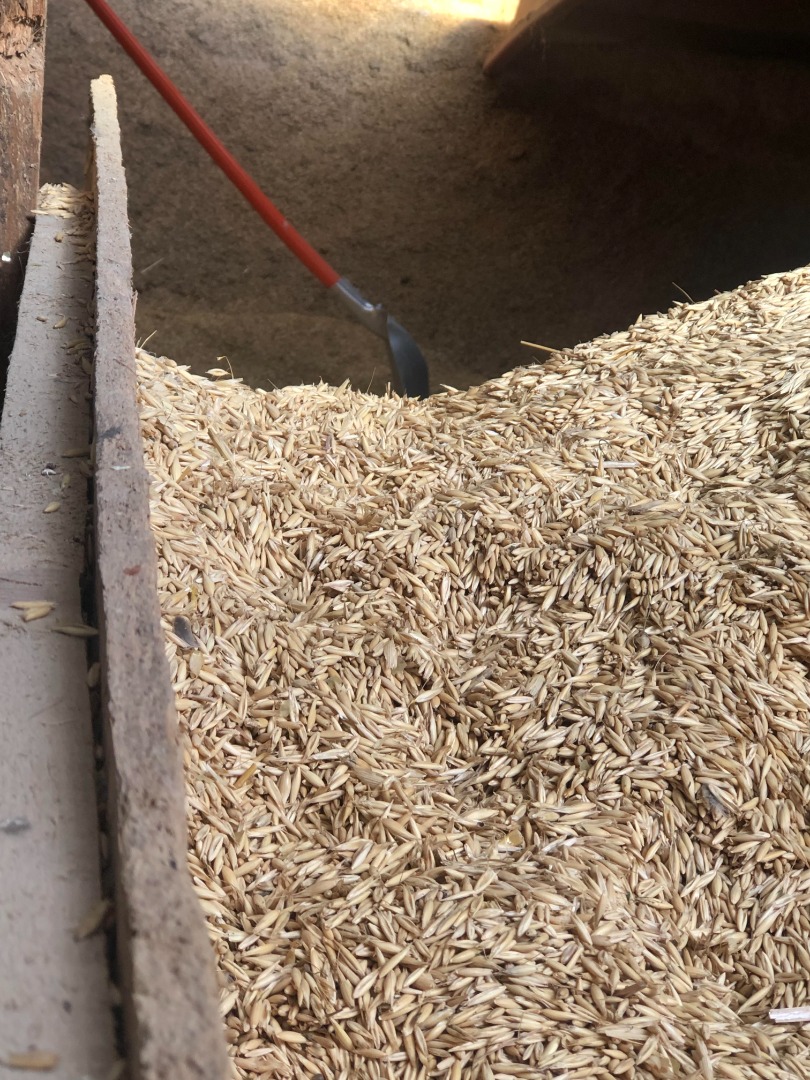 Good quality autumn oat triticale and rye for sale