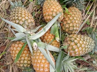 Smooth Cayenne Pineapples for sale. Currently having ~700,000 planted