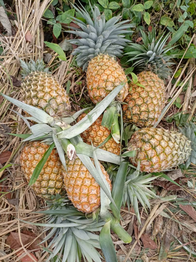 Smooth Cayenne Pineapples for sale