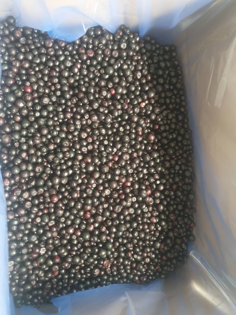 I have the honor to present you IQF Frozen wild Blueberries (Vaccinium Myrtillus)