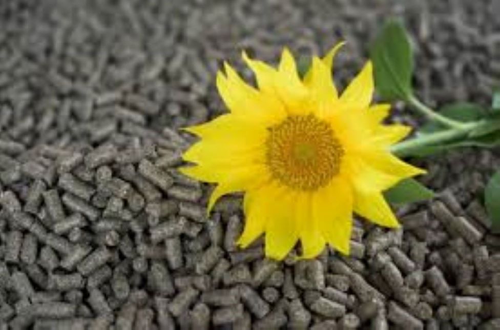 HIGH FIBER SUNFLOWER MEAL-50% - for ruminants The use of sunflower husk allows to obtain cheap feed for animals with high quality indexes and the following