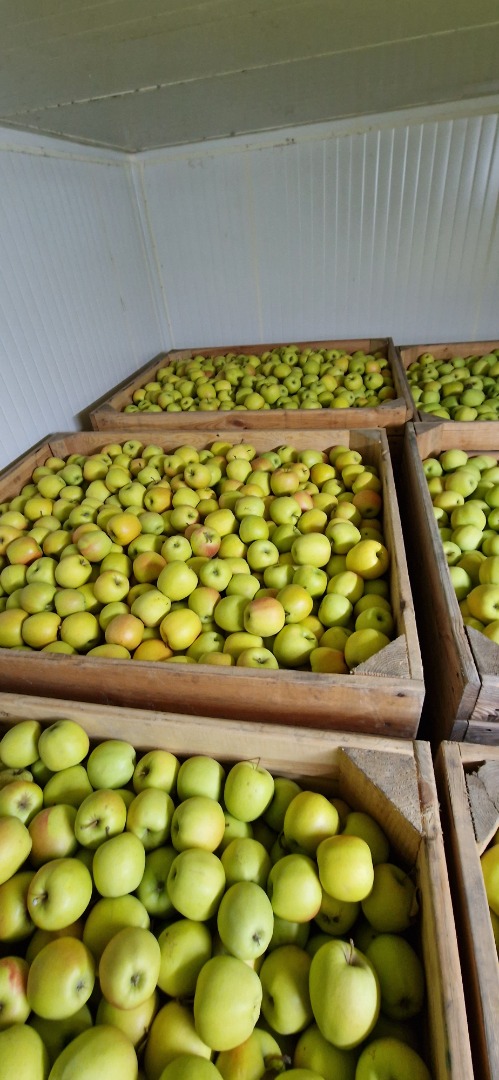 I will sell RedJonaprince, RedCap, Jeronimo, KingRoat, Szampion, Golden, Gala Must, Mutsu