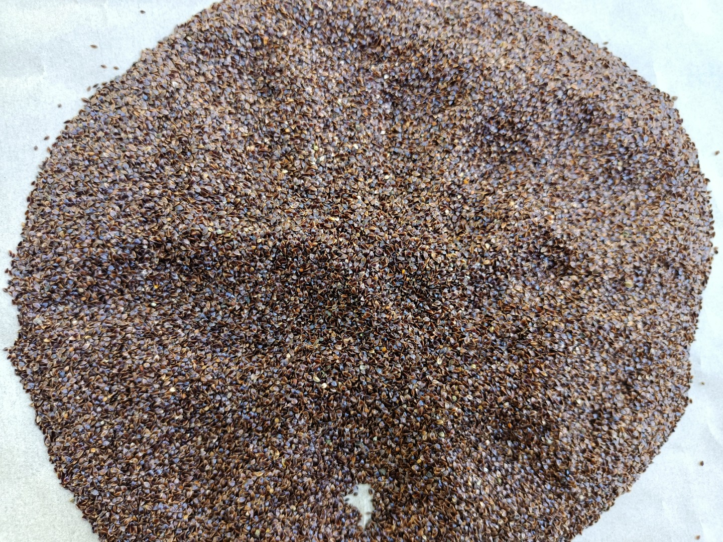 sorrel seeds for sale harvest 2022