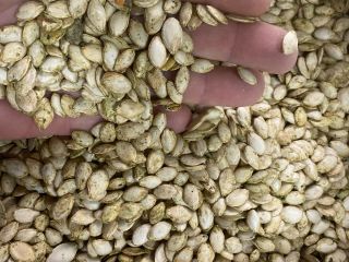 I will sell pumpkin seeds / kabaca. Packed in