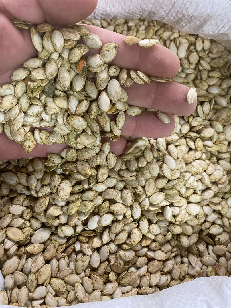 I will sell pumpkin seeds / kabaca