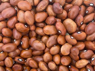 Sell brown beans Packed in bags of 25 kg.