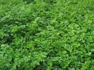 Green parsley, waist and, large leaves. large quantity Private