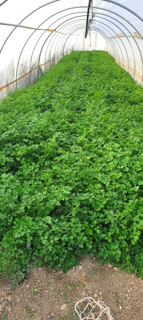 Green parsley, waist and, large leaves