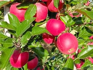I will sell apples from KA I have an