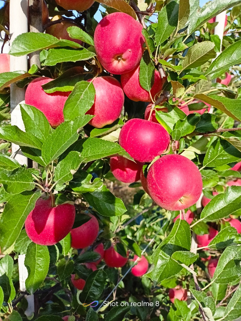 I will sell apples from KA I have an IPO certificate I will prepare in any packaging