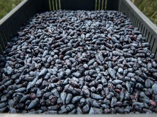 We have for sale frozen organic Kamchatka berry from