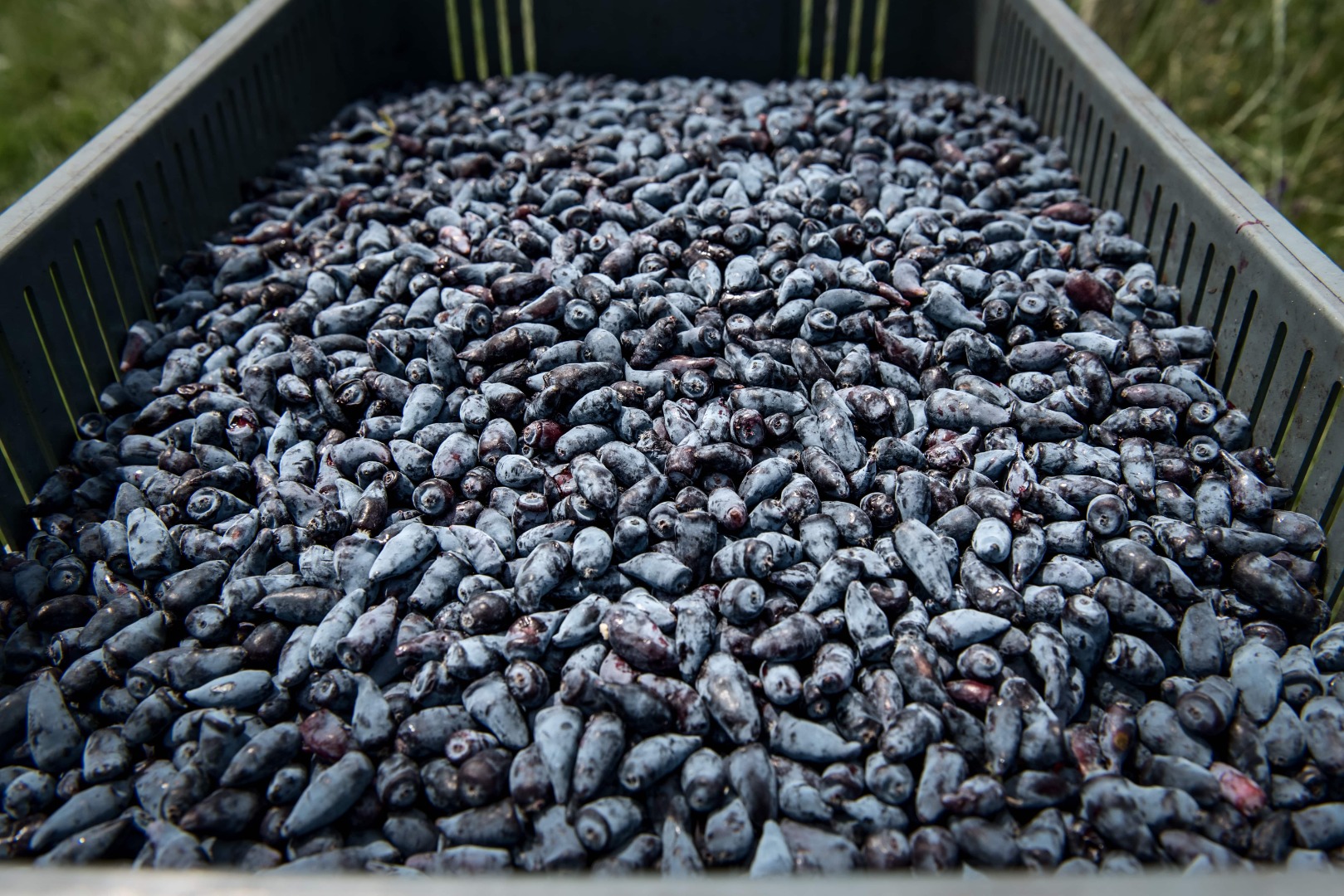 We have for sale frozen organic Kamchatka berry from our own farm