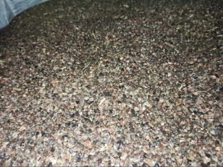 Buckwheat without glyphosate, dried in a dryer, packed in