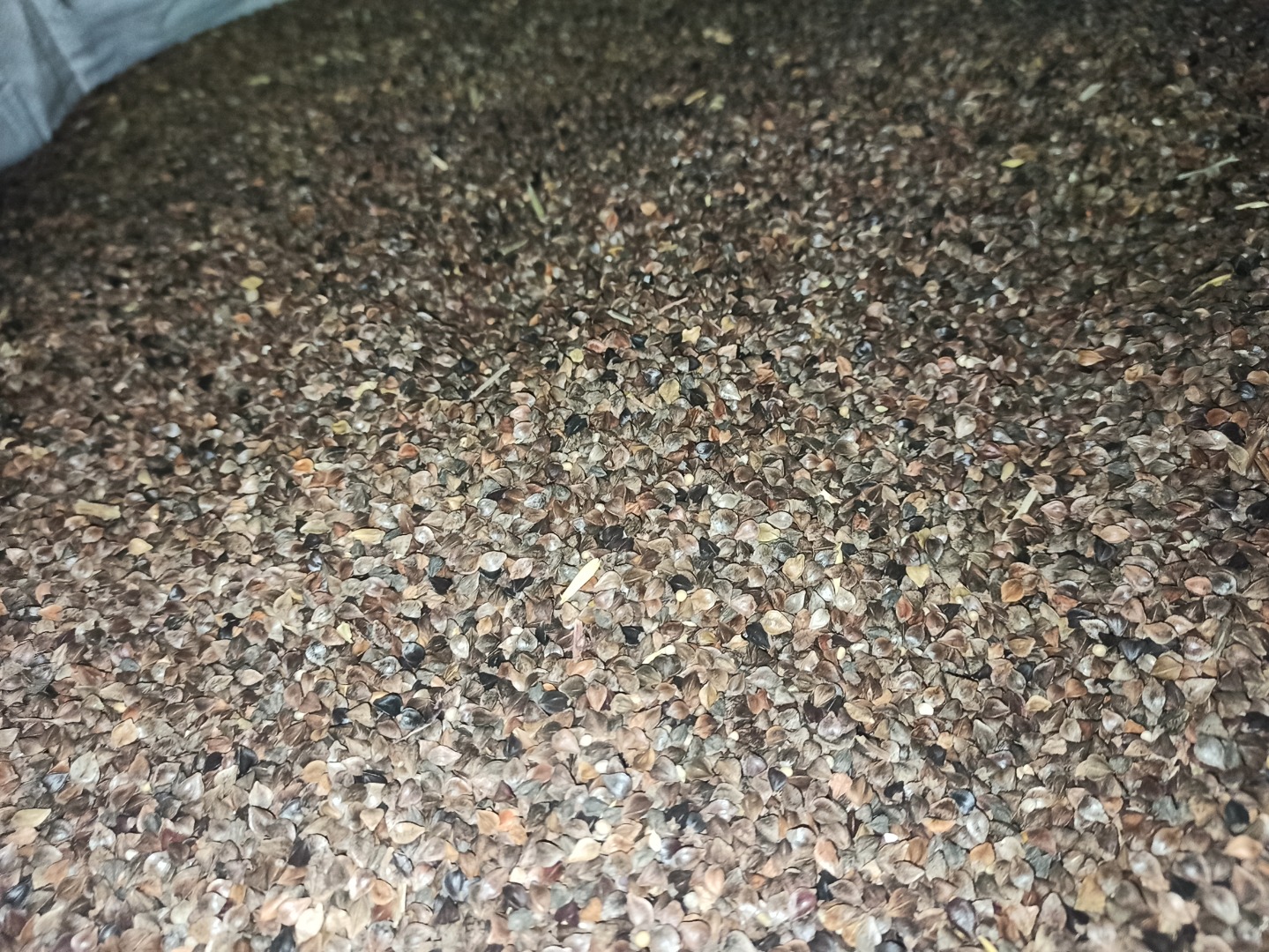Buckwheat without glyphosate, dried in a dryer, packed in a big bag