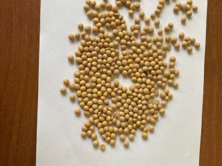 Sale of GMO soybeans in big bags. Country of