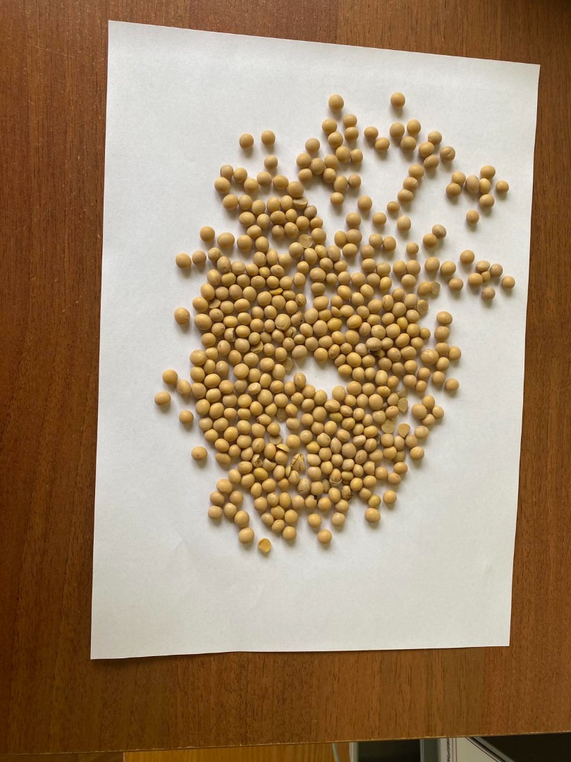 Sale of GMO soybeans in big bags