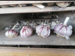 Spanish garlic directly from the producer, large quantities, various