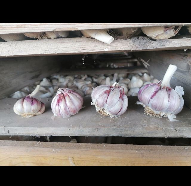 Spanish garlic directly from the producer, large quantities, various varieties, industrial and commercial, we are looking for permanent cooperation, possible