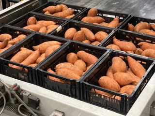Sweet potatoes with the Dutch 'planet-proof' quality mark. We