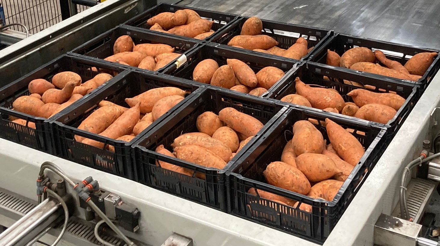 Sweet potatoes with the Dutch 'planet-proof' quality mark