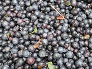 I have to sell forest berries of Ukraine origin: