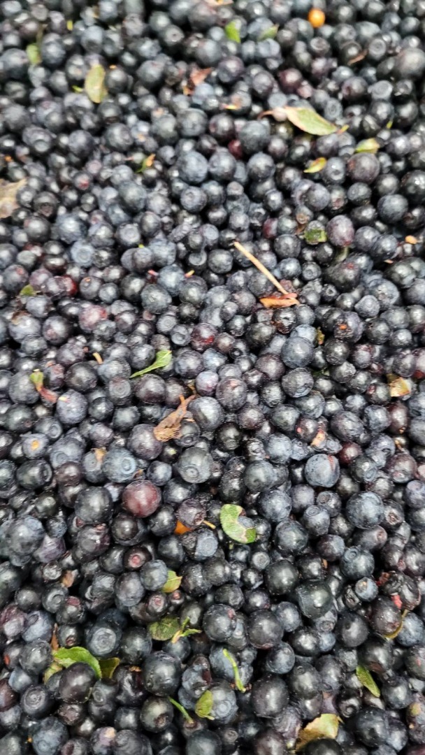 I have to sell forest berries of Ukraine origin: 20 t with leaves at a price of 2.8 E/kg