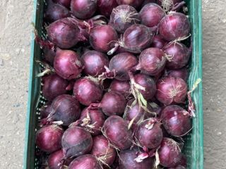 I have about 300 tons of red onion, caliber