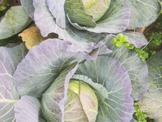 WHITE CABBAGE AT THE PRICE OF THE PRODUCER, WE
