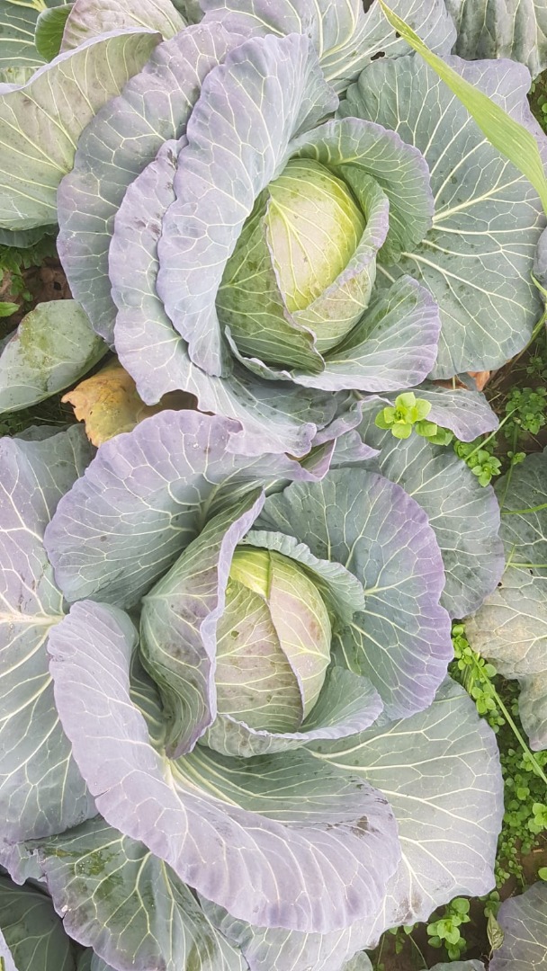 WHITE CABBAGE AT THE PRICE OF THE PRODUCER, WE ARE WAITING FOR YOUR OFFERS, THE CABBAGE IS CUT AND PACKAGED ACCORDING TO THE CUSTOMER'S REQUIREMENTS, SUPERIOR
