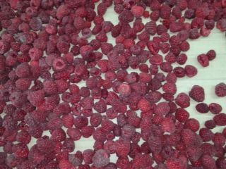 I am selling raspberries of the Vilamet variety from