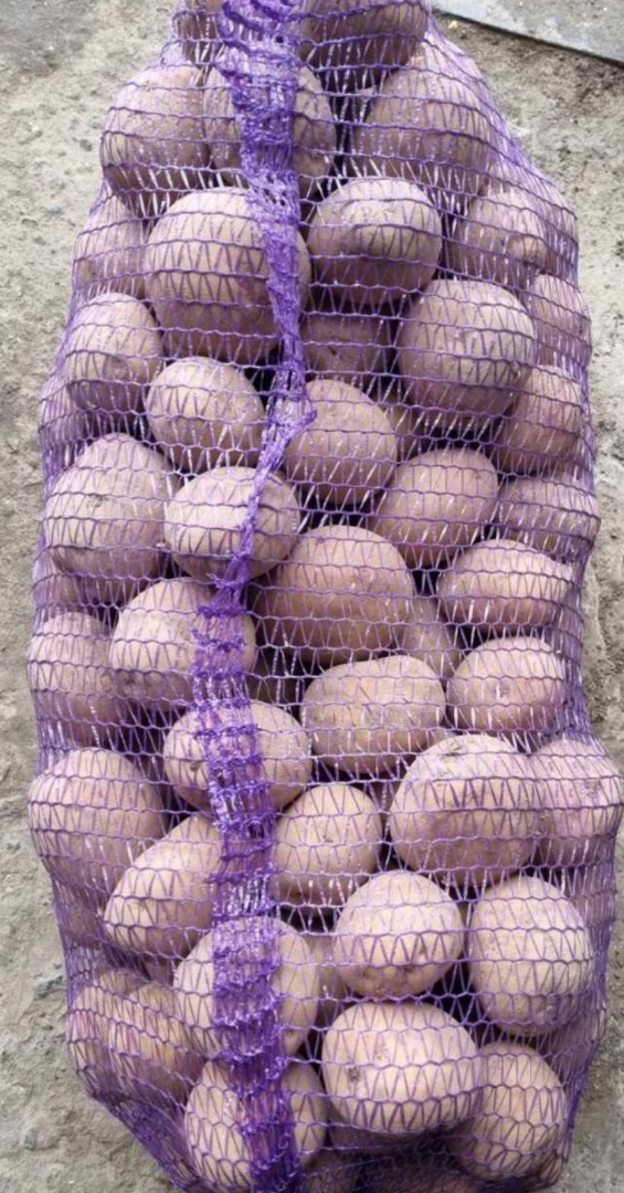 the Ukrainian company sells potatoes there is a large volume variety variety Sifra price is from Ukraine
