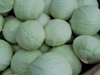 Hello, I will sell white market cabbage 1-4 kg