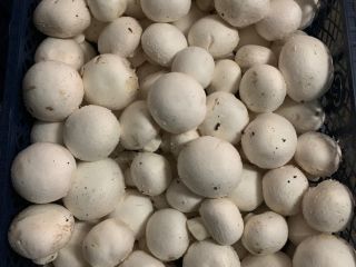 I will sell white mushrooms in 3/4 kg cages.