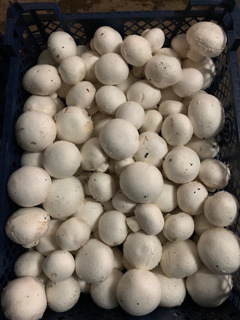 I will sell white mushrooms in 3/4 kg cages