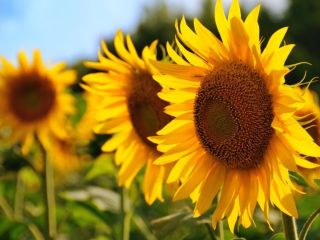 I will sell Baking grade sunflower seeds. Supply base: